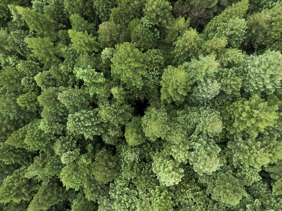 Maquinaria forestal de Forest Pioneer